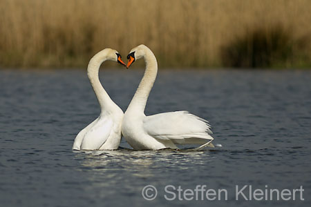 010 Höckerschwan - Paarung (Cygnus olor)